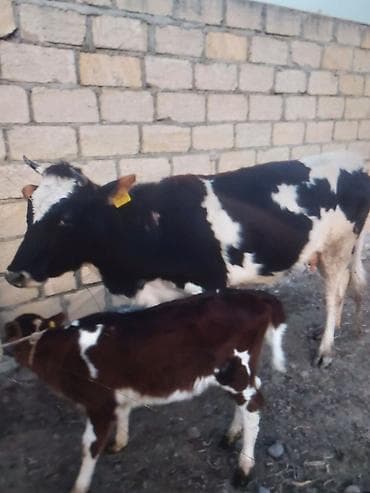 qala sortu qoyunlar: 5 lt Süd 1 balaya Süni mayalanma dişi bala 2600 — 2