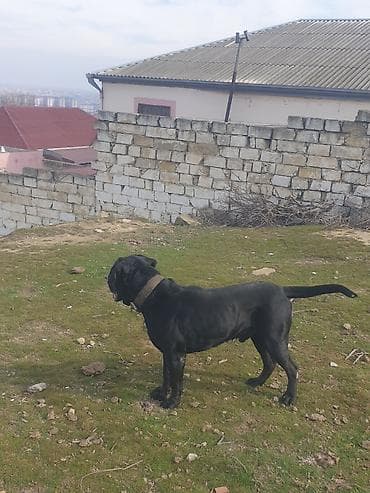 ev pişiklər: Kane-Korso, 2 il, Erkek, Cütləşmə üçün — 3