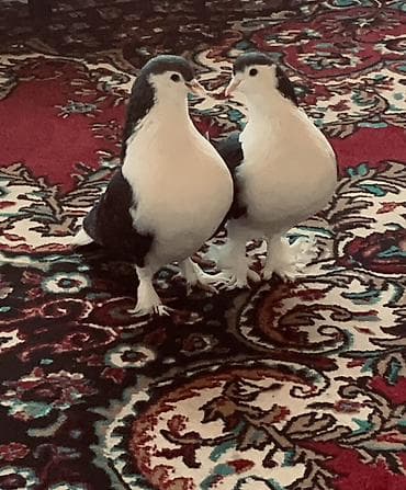 Dekorativ Delfinlər bala verməylərinə cavabdehəm Quşlar ismayıllıdadır