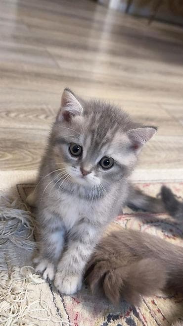 pişiy adları: Gümüş rəngli, zolaqlı balaca pişik balaları – yumşaq, orta uzunluqda — 3