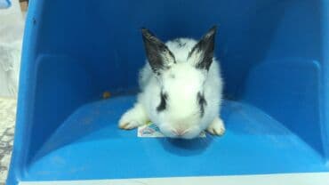 kaliforniya dovşanı: Dovsan balalari satilir — 1