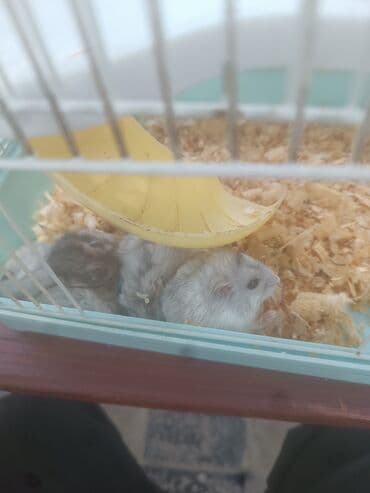 yem cəkən: Balaca boz rəngli cırtdan hamster, ağ rəngli qarın nahiyəsi və tünd — 6