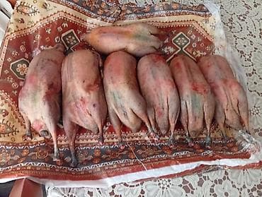 дистиллированная вода баку: Qaşqaldağ Bilənlər bilir necə dadlı olur Cəkisi gəlir 500 qram 600 — 5