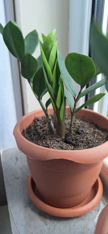 ketan toxumu yağı qiymeti: Zamioculcas (dollar gülü).Qiymet 10 manat — 3