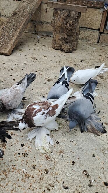 bakida cins ineklerin satisi: 12 DƏNƏ QUŞDU 1 DƏNƏSİ 10 MANATDAN KOM SATILƏR TƏK TƏK ALANDA QİYMƏT — 2