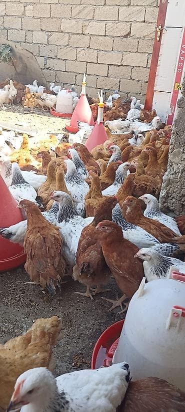 heyrati toyuq: SARAY 4 AYINA KECMIS HƏYƏT ŞƏRAITI ORGENMIŞ SUOER COLPALAR — 4