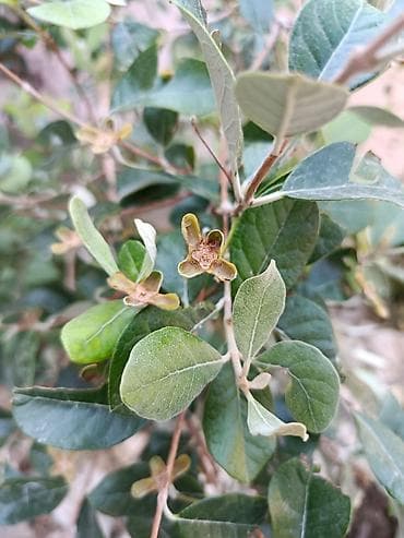 yaz gulləri: Feijoa (Acca sellowiana) kol bitkisi – ətirli, həmişəyaşıl meyvə kolu — 1