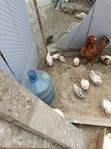 Toyuq cücələri, Damazlıq — 3