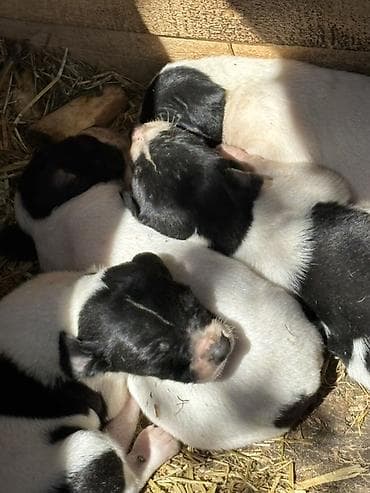 alman afcarkasi haqqinda: Orginal İngilis pointer ov iti sağlam balalardır 9dənə idi 4ü qalıb — 2