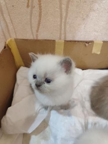 Digər heyvanlar: Britan — 3