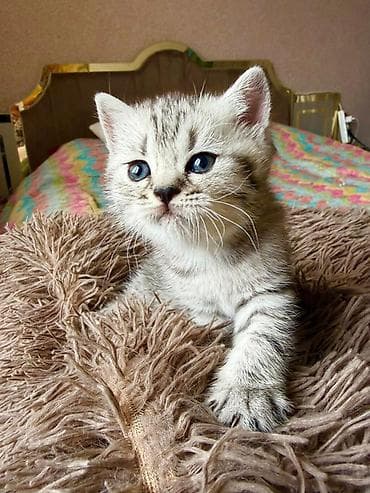 bere ceken: Tabbi, Pulsuz çatdırılma — 3