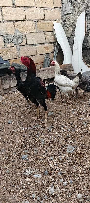 bakida it bazari: Heyrati xoruz fereler satilir hamisi. satilir .fereler 35 manatda — 1