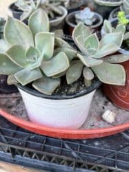 kalanxoye bitkisi: Her kimete var Otaq və balkon üçün dekorativ bitkilər kolleksiyası - — 1