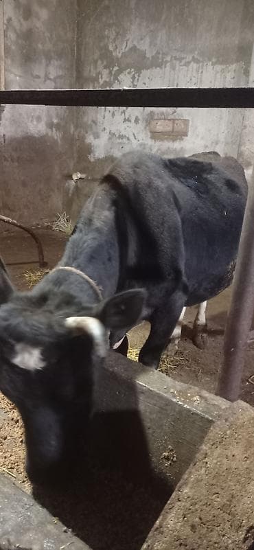 Süd istiqamətli qara rəngli inək. sağıb yerində yoxlayıb ala bilərsiz lalafo.az -da Süd istiqamətli qara rəngli inək. sağıb yerində yoxlayıb ala bilərsiz