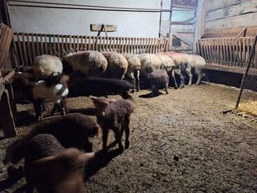 itler pikines type 1: 10dənə balalı qoyundu yaşlı qoyunları dı quzular otuxubdu heyvanlar — 2