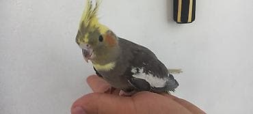 qus: Korella quşudu 2 aylıq sağlam baladır . 1 erkəy 1 dişi . 1 nin — 1