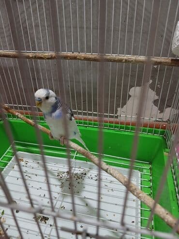 попугай ара цена: Tutuquşu erkeydi saglam qusdu 1.5 yas 
- sumqayit avtovağzala yaxin — 1