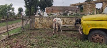 cins inekler: Самка, лет: 2, 250 кг, Для молока — 2