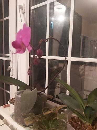 gul hicab instagram: Orxideya! Sağlam orxideya gülü. 23 azn. Ağ rəng. 23 azn. Yaxınlarda — 1