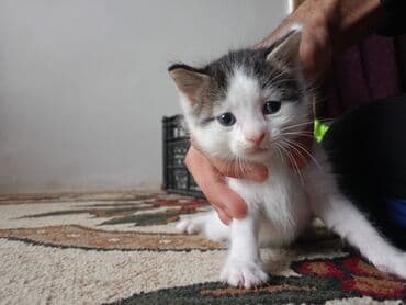 pişik qabı: Erkək, Yaxşı əllərə, Pulsuz çatdırılma — 6