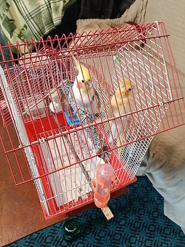 sevgi qusu: Növ: Nimfa tutuquşuları (Cockatiel) və sevgi quşu (Lovebird) Təsvir — 2