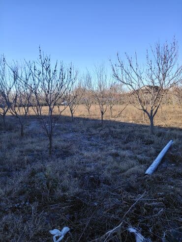 Lexus: Kənd təsərrüfatı — 2