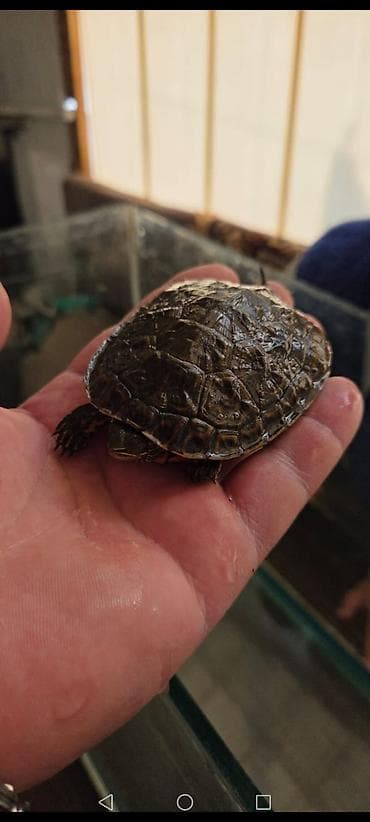 sahiblənmə: Su tısbağası balaları – ehtiraslı akvarium həvəskarları üçün — 3