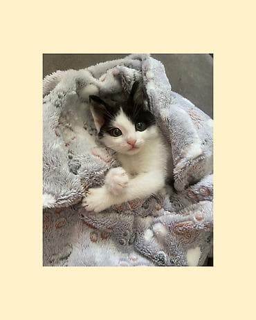 etibarli ellere pisik verirem: Erkək, Yaxşı əllərə — 1