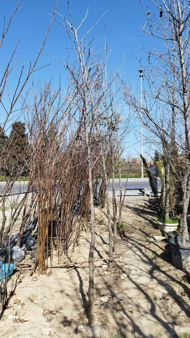 badam qiyməti: Xan cinar 3metir 4 metrlik 15 azin çox alsaz mzakire olunacaq — 10