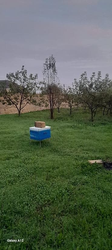 6 sot, Tikinti, Maklerlər narahat etməsin, Kupça (Çıxarış) lalafo.az -da 6 sot, Tikinti, Maklerlər narahat etməsin, Kupça (Çıxarış)