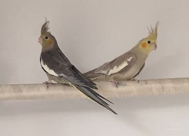 karella quslari: Korellalar satılır Qəfəslə birgə və yaxud qəfəssiz. Tək də ala — 4