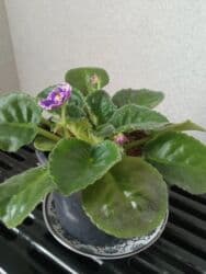 diffenbaxiya bitkisi haqqında: Bənövşə (Afrika bənövşəsi) – bənövşəyi çiçəkli, xırda dalğalı ləçəklər — 4