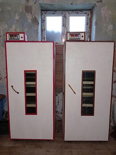 İnkubator 1000 yumurtalıq zakasla yigilir çıxış faizi 85-90 fayizi