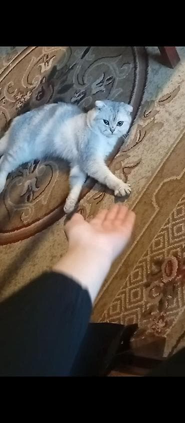 pers pişiyi: Şotland yastı qulaq — 3