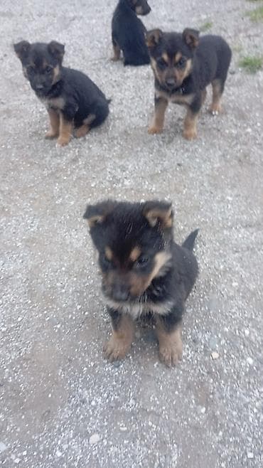 alman afcarka balası: Məhsul: Balaca it balaları (qara-qəhvəyi rəng) Təsvir temiz nimeski — 3