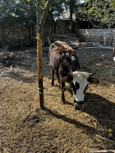 yerli inekler: Məhsul: Mal-qara (2 baş düyə/inek) Təsvir: - Şəkillərdə 2 baş — 7