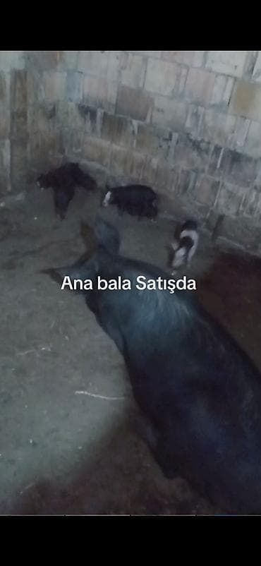 super alabay kl type 1: Ana donuz və balaları donuz satışı - Növ: Donuz (ana + balalar) - — 3