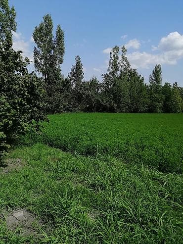 torpag satilir: 40 sot, Mülkiyyətçi, Kupça (Çıxarış) — 2