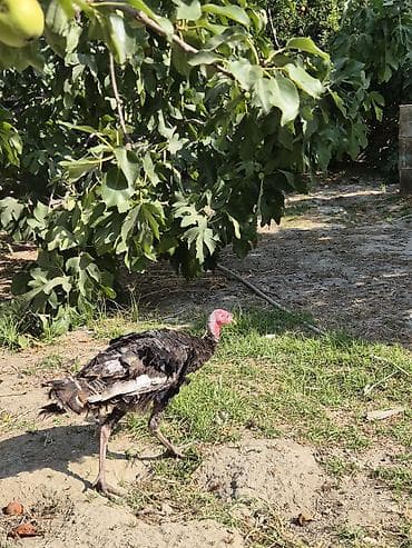 hind guşu: Salamaleykum qiymet iki gün ücün, keçərlidir.tek satilmir. iki dənə — 7