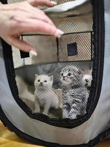 fars pişik: Britan — 2