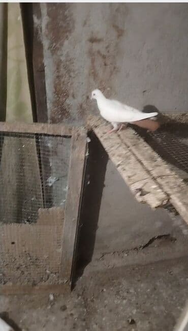 cütleşdirme: Ağ rəngli ev göyərçini - Tam ağ lələklər, qısa dimdik və yığcam bədən — 1