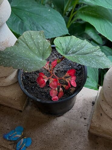 продажа комнатных растений: Her nov guler var endirimnen verecem Gencedi istiyen yazsin satiş — 18