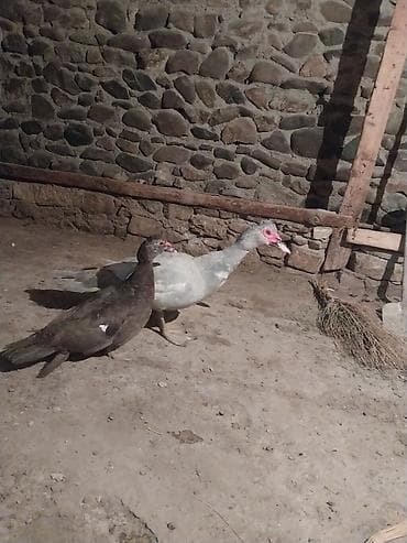 Ördəklər: 2 side xoruzdur lavanda 9 aylx dr krasnadar okuz 5 aylx qiymet cutne — 7