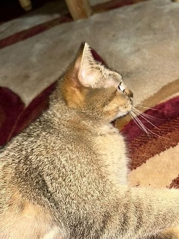 tap az qusar heyvanlar: Tabbi — 4