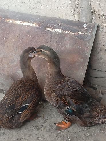 bakida pitbul satishi: Putun növ heyvanların satışı var size ne cür heyvan lazimdasa bize — 8