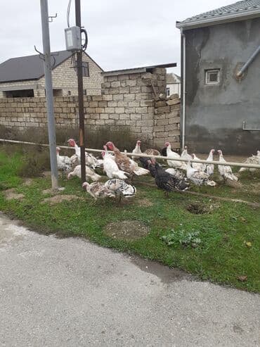 qus tutulma: Salam Hinduşkalar diri çəkisi --- erkəklər 12 manat, Dişilər 15 manat — 1