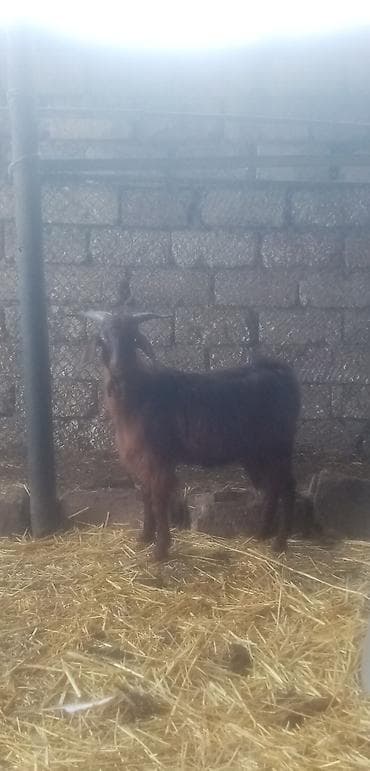 qara mal: Salam qurbanlıq erkekler satılır tek tekde satılır real alıcılar zeng — 6