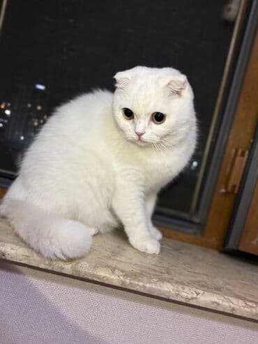 pişim: Şotland, Dişi, Yaxşı əllərə, Ünvandan götürmə, Rayonlara çatdırılma, Pulsuz çatdırılma — 6