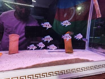 gence dovsan: Cixlid balığı, Sülhsevər — 7