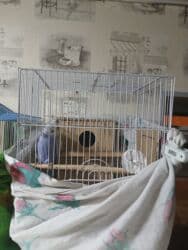 qu quşu: Tutuquşları — 1